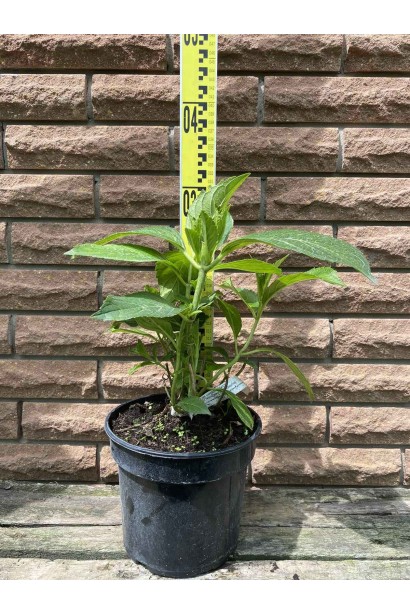 Гортензія широколиста Маріесіі Перфекта / Блю Вейв - 3л/вис.20-30см/Ø15-20см